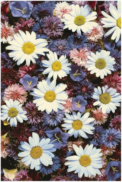Ковер интерьерный (240x340 см) Hunnu